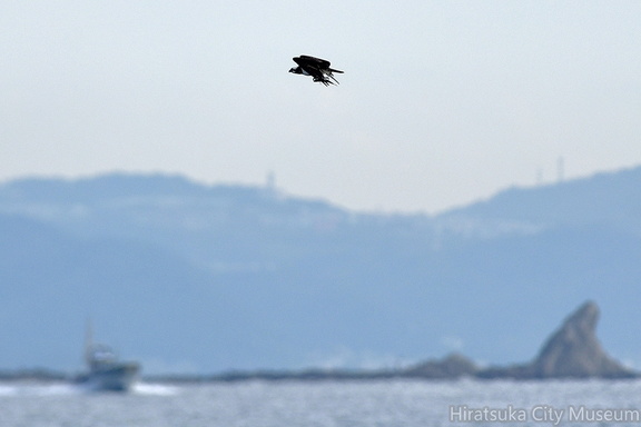 ミサゴ20201026平塚（撮影　岡根武彦）