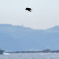 ミサゴ20201026平塚（撮影　岡根武彦）