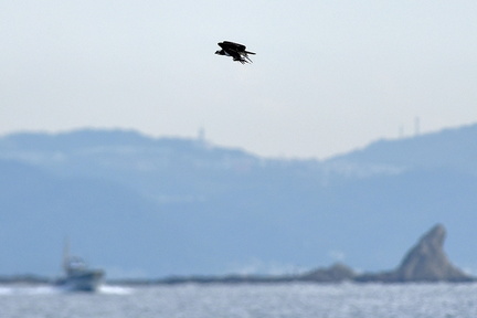 ミサゴ20201026平塚（撮影　岡根武彦）