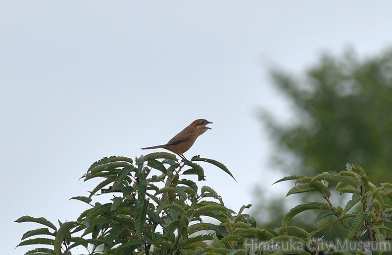 モズ♀20201003平塚（撮影　岡根武彦）.jpg