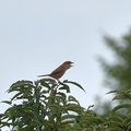 モズ♀20201003平塚（撮影　岡根武彦）