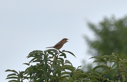モズ♀20201003平塚（撮影　岡根武彦）