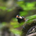 ヤマガラ20201022平塚（撮影　岡根武彦）