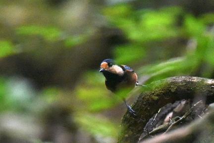 ヤマガラ20201022平塚（撮影　岡根武彦）