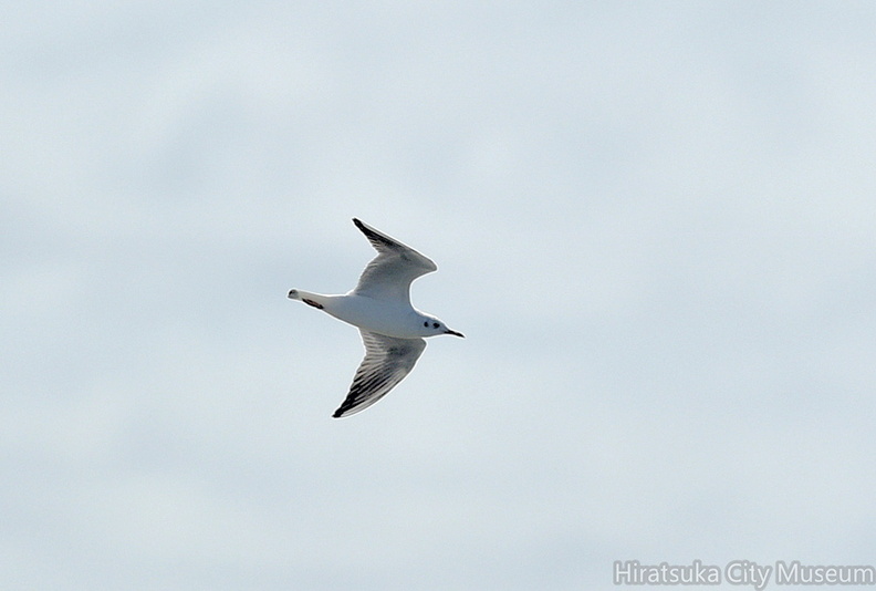 ユリカモメ20201011平塚（撮影　岡根武彦）.jpg