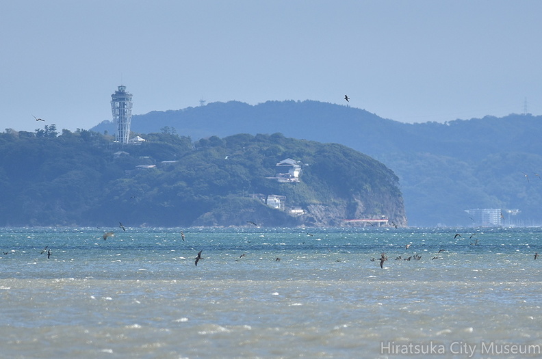 江ノ島とオオミズナギドリ20201011平塚（撮影　岡根武彦）.jpg