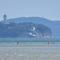 江ノ島とオオミズナギドリ20201011平塚（撮影　岡根武彦）