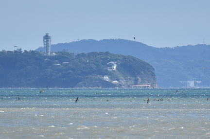 江ノ島とオオミズナギドリ20201011平塚（撮影　岡根武彦）
