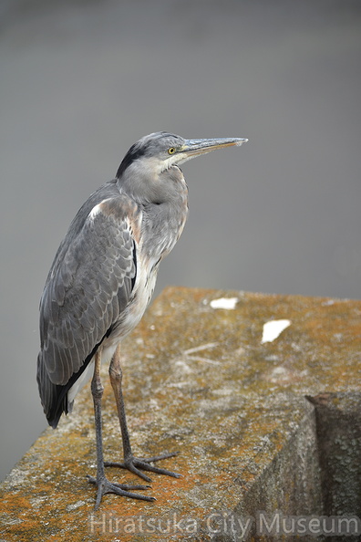 アオサギ20201004平塚（撮影　岡根武彦）.jpg