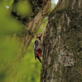アカゲラ♂20201006平塚（撮影　岡根武彦）