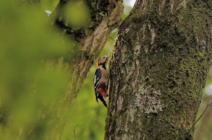 アカゲラ♂20201006平塚（撮影　岡根武彦）