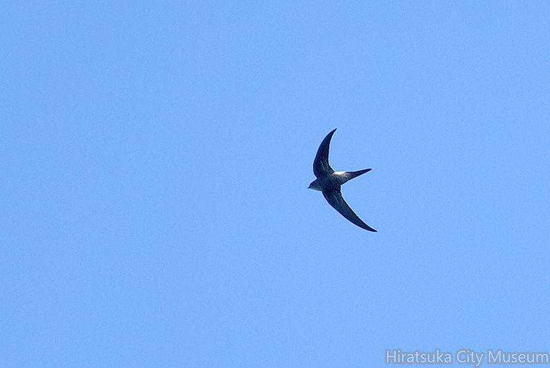 アマツバメ20200930平塚（撮影　岡根武彦）.jpg