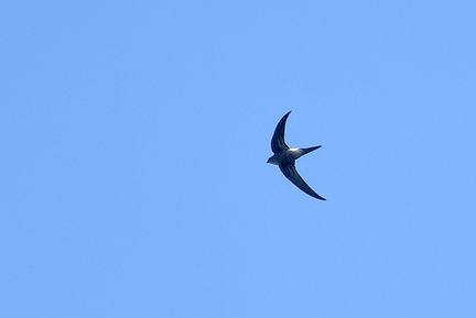 アマツバメ20200930平塚（撮影　岡根武彦）
