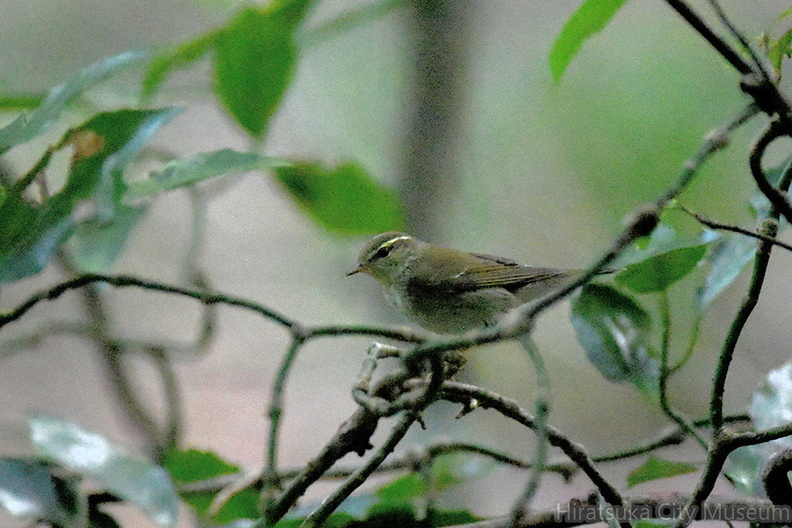 ウグイス20201016平塚（撮影　岡根武彦）.jpg