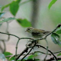 ウグイス20201016平塚（撮影　岡根武彦）