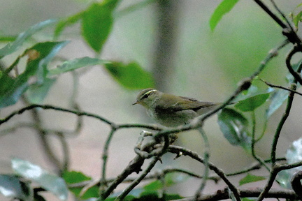 ウグイス20201016平塚（撮影　岡根武彦）