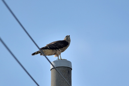 オオタカ若20201021平塚（撮影　岡根武彦）