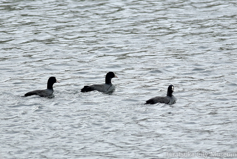 オオバン20201015平塚（撮影　岡根武彦）.jpg