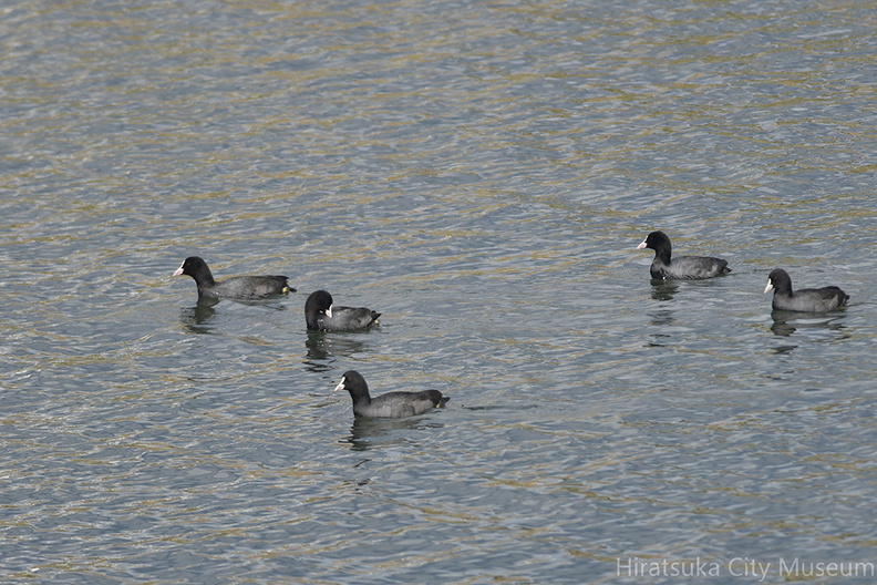 オオバン20201024平塚（撮影　岡根武彦）.jpg
