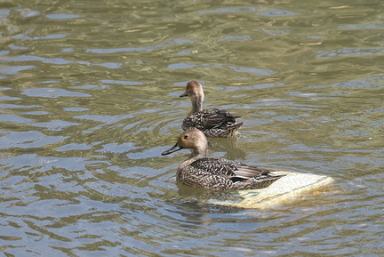 オナガガモ20201021平塚（撮影　岡根武彦）