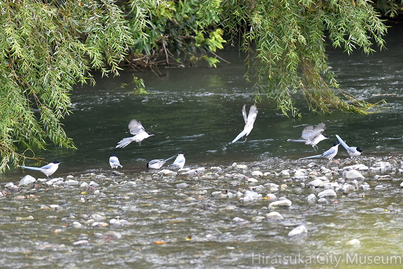 オナガ水飲み20201013平塚（撮影　岡根武彦）.jpg