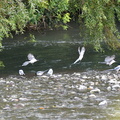 オナガ水飲み20201013平塚（撮影　岡根武彦）
