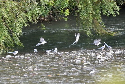 オナガ水飲み20201013平塚（撮影　岡根武彦）