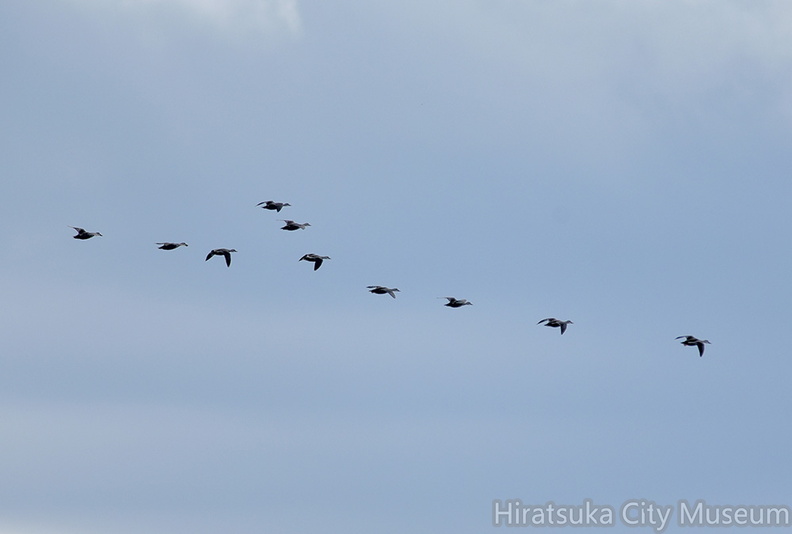 カモ渡り20201026平塚（撮影　岡根武彦）.jpg