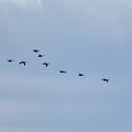カモ渡り20201026平塚（撮影　岡根武彦）