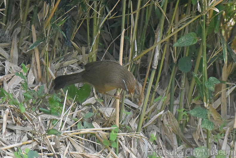 ガビチョウ20201022平塚（撮影　岡根武彦）.jpg