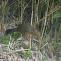 ガビチョウ20201022平塚（撮影　岡根武彦）