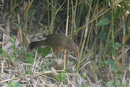 ガビチョウ20201022平塚（撮影　岡根武彦）