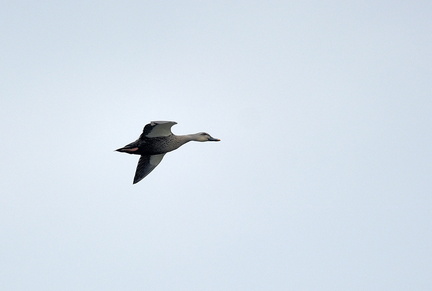 カルガモ20201015平塚（撮影　岡根武彦）