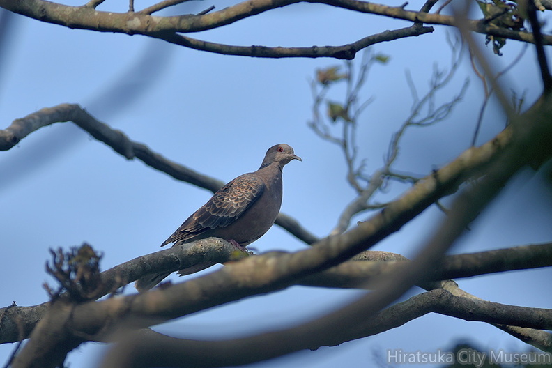 キジバト20201002平塚（撮影　岡根武彦）.jpg
