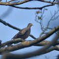 キジバト20201002平塚（撮影　岡根武彦）
