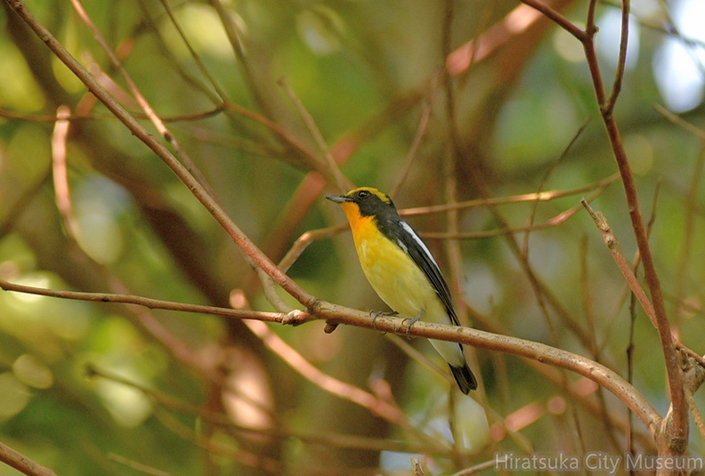 キビタキ♂20201002平塚（撮影　岡根武彦）.jpg