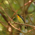 キビタキ♂20201002平塚（撮影　岡根武彦）