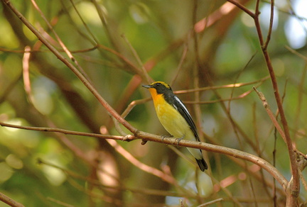 キビタキ♂20201002平塚（撮影　岡根武彦）