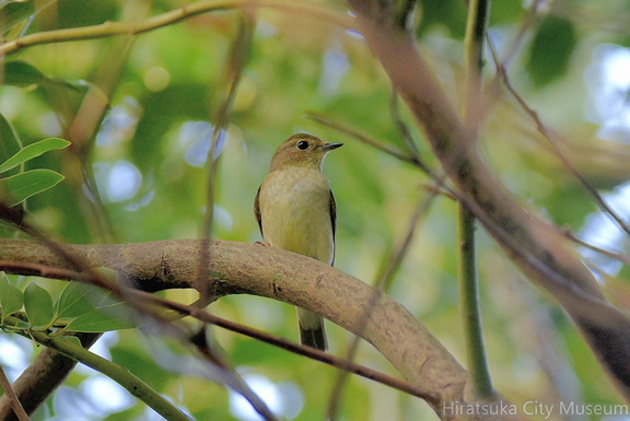 キビタキ♀20201002平塚（撮影　岡根武彦）