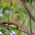 キビタキ♀20201002平塚（撮影　岡根武彦）