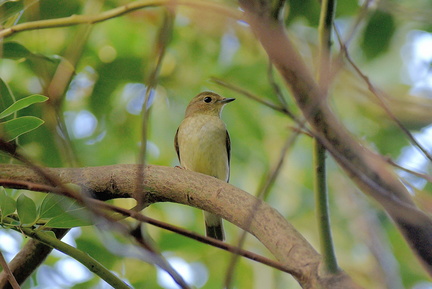 キビタキ♀20201002平塚（撮影　岡根武彦）