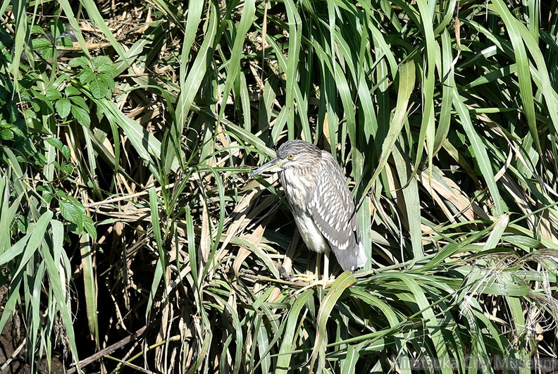 ゴイサギ20201021平塚（撮影　岡根武彦）.jpg
