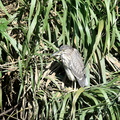 ゴイサギ20201021平塚（撮影　岡根武彦）