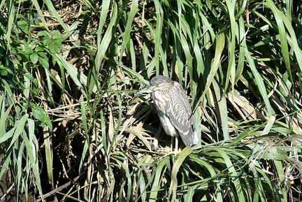 ゴイサギ20201021平塚（撮影　岡根武彦）