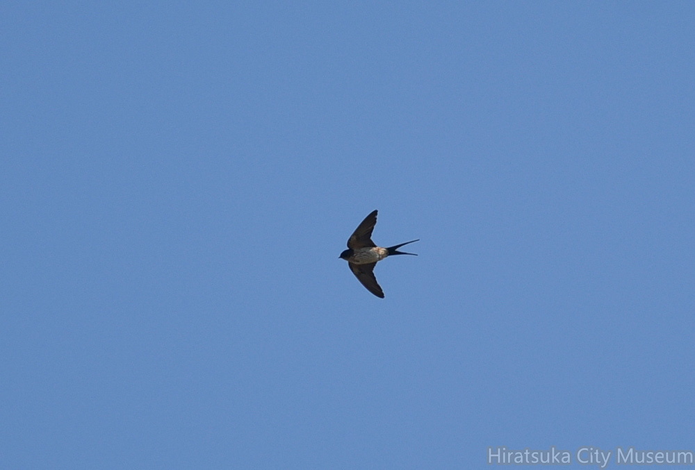 コシアカツバメ20201021平塚（撮影　岡根武彦）