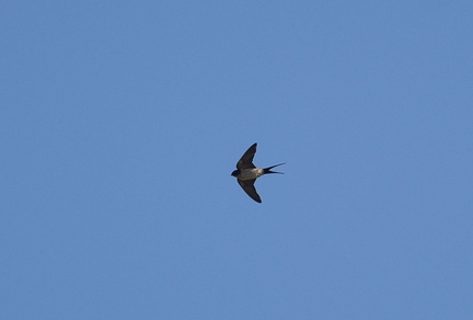 コシアカツバメ20201021平塚（撮影　岡根武彦）