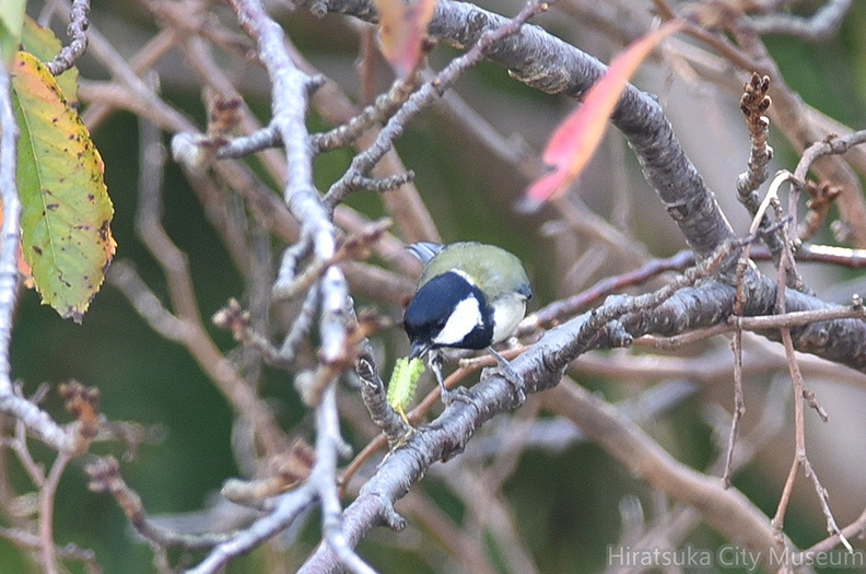 シジュウカラ20201001平塚（撮影　岡根武彦）.jpg