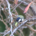 シジュウカラ20201001平塚（撮影　岡根武彦）