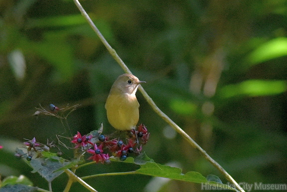 ジョウビタキ♀20201025平塚（撮影　岡根武彦）