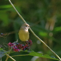 ジョウビタキ♀20201025平塚（撮影　岡根武彦）